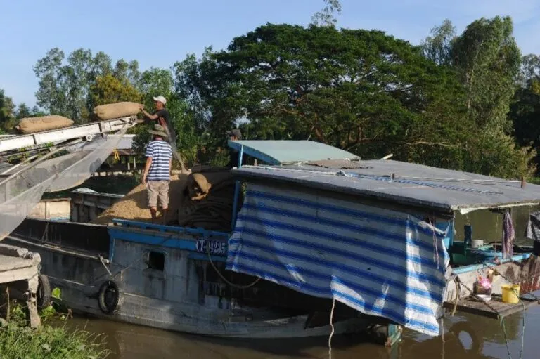 Vietnam rice boom heaping pressure on farmers, environment